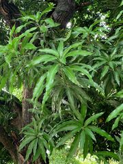 Mangifera