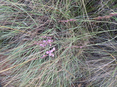 Polygala hottentotta