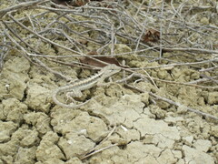 Microlophus occipitalis