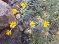 Heterotheca cinerascens