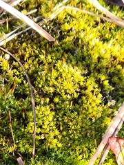 Ptychostomum pseudotriquetrum