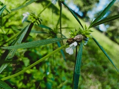 Agonoscelis versicoloratus