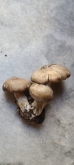 Cortinarius caperatus