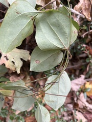Smilax