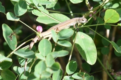 Takydromus wolteri