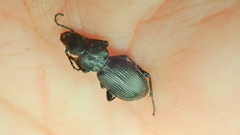 Pterostichus madidus