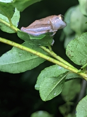 Pseudophilautus wynaadensis