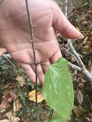 Smilax
