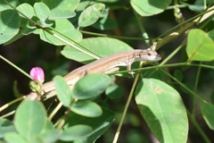Takydromus wolteri