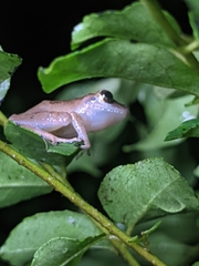 Pseudophilautus wynaadensis