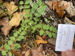 Symphoricarpos orbiculatus