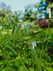 Agonoscelis versicoloratus