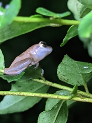 Pseudophilautus wynaadensis