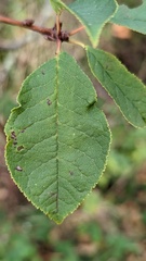 Prunus padus