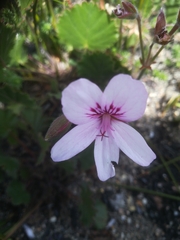 Pelargonium elegans