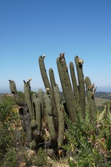 Trichocereus chiloensis