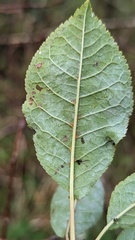 Prunus padus