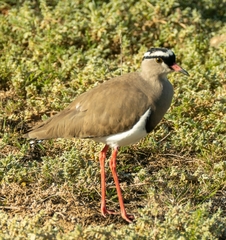 Vanellus coronatus