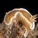 Caramel Nudibranch - Photo (c) 104623964081378888743, some rights reserved (CC BY-NC), uploaded by 104623964081378888743