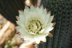 Trichocereus chiloensis