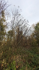 Prunus padus
