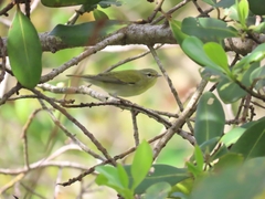 Leiothlypis peregrina