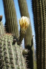 Trichocereus chiloensis