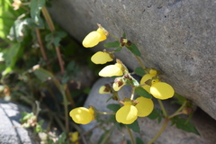 Calceolaria tripartita