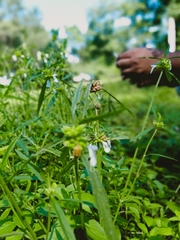 Agonoscelis versicoloratus