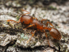 Temnothorax schaumii
