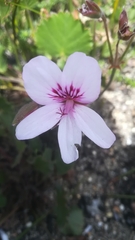 Pelargonium elegans