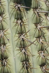Trichocereus chiloensis
