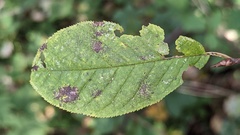 Prunus padus