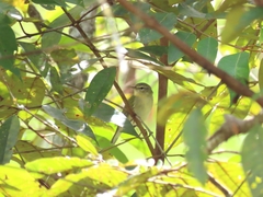 Leiothlypis peregrina