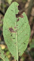 Prunus padus