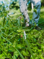 Agonoscelis versicoloratus