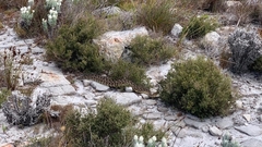 Bitis arietans arietans