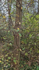 Prunus padus