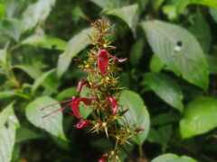 Stenostephanus