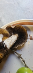 Cortinarius caperatus