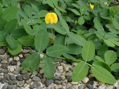 Arachis duranensis