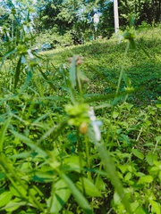 Agonoscelis versicoloratus