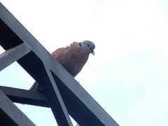 Streptopelia tranquebarica