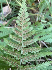 Dryopteridoideae