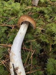 Cortinarius collinitus