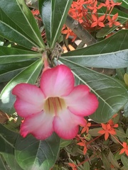 Adenium