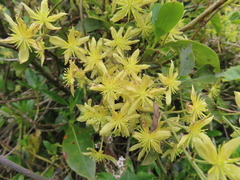 Clematis foetida
