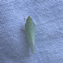Flatidae