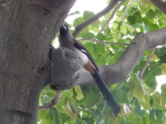 Dendrocitta formosae