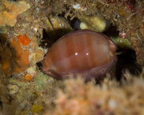 Lyncina sulcidentata observed 2015-09-19